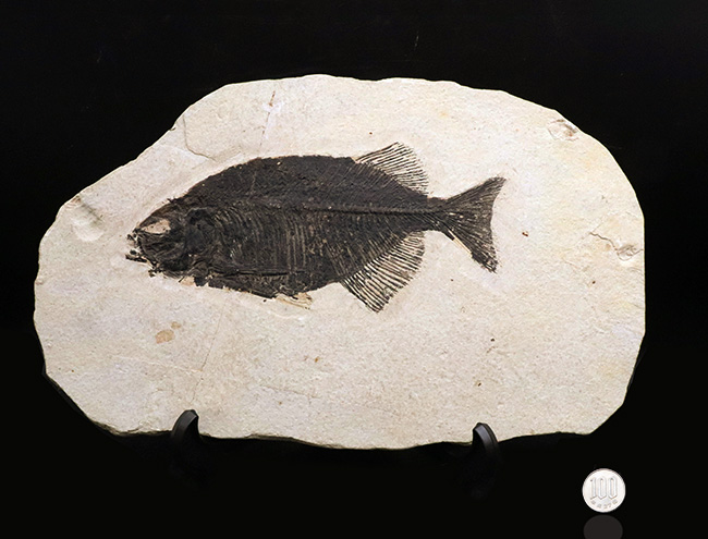 古代魚コレクター必見！ベリーレア！米国ワイオミング州グリーン・リバー層で発見された古代魚、ファレオドゥス（Phareodus ）の全身標本（その13）