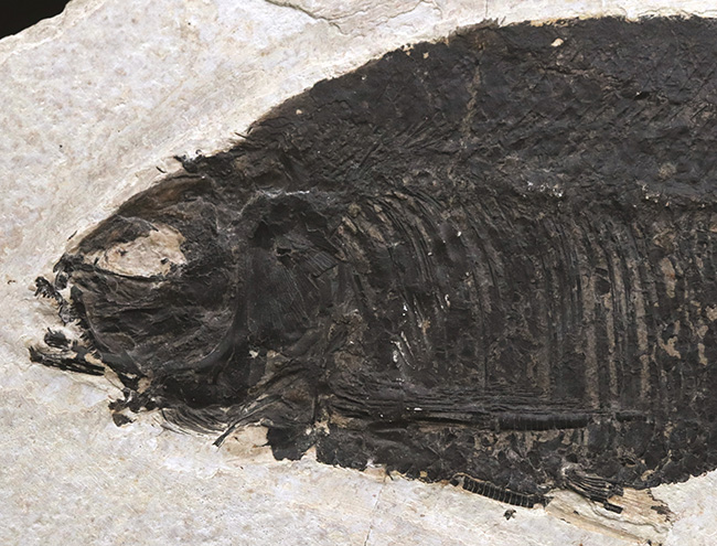 古代魚コレクター必見！ベリーレア！米国ワイオミング州グリーン・リバー層で発見された古代魚、ファレオドゥス（Phareodus ）の全身標本（その2）