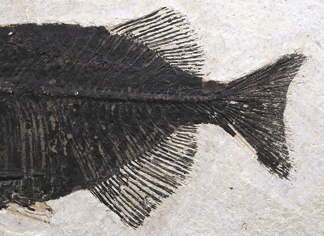 古代魚コレクター必見！ベリーレア！米国ワイオミング州グリーン・リバー層で発見された古代魚、ファレオドゥス（Phareodus ）の全身標本（その3）