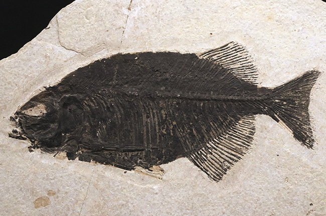 古代魚コレクター必見！ベリーレア！米国ワイオミング州グリーン・リバー層で発見された古代魚、ファレオドゥス（Phareodus ）の全身標本（その4）