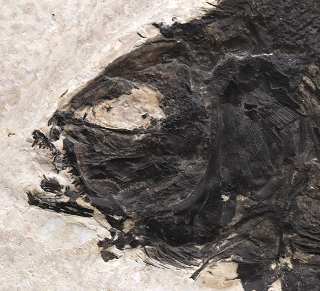 古代魚コレクター必見！ベリーレア！米国ワイオミング州グリーン・リバー層で発見された古代魚、ファレオドゥス（Phareodus ）の全身標本（その5）