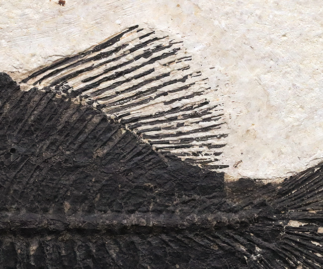 古代魚コレクター必見！ベリーレア！米国ワイオミング州グリーン・リバー層で発見された古代魚、ファレオドゥス（Phareodus ）の全身標本（その6）