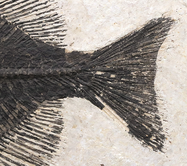 古代魚コレクター必見！ベリーレア！米国ワイオミング州グリーン・リバー層で発見された古代魚、ファレオドゥス（Phareodus ）の全身標本（その8）
