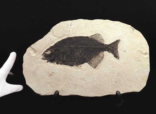 古代魚コレクター必見！ベリーレア！米国ワイオミング州グリーン・リバー層で発見された古代魚、ファレオドゥス（Phareodus ）の全身標本（その9）