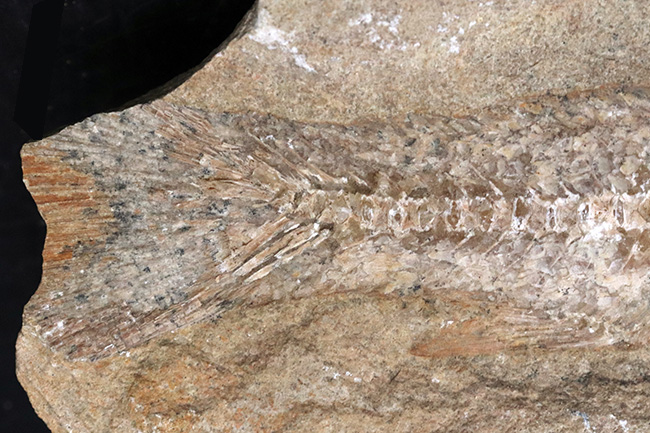 ネガ、ポジ両方揃っています！恐竜時代の河川（汽水域）を遊泳したブラジル産の古代魚の化石（その10）