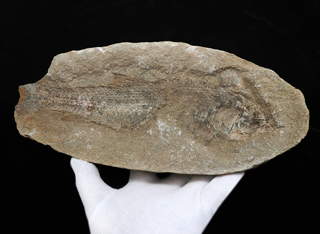 ネガ、ポジ両方揃っています！恐竜時代の河川（汽水域）を遊泳したブラジル産の古代魚の化石（その6）