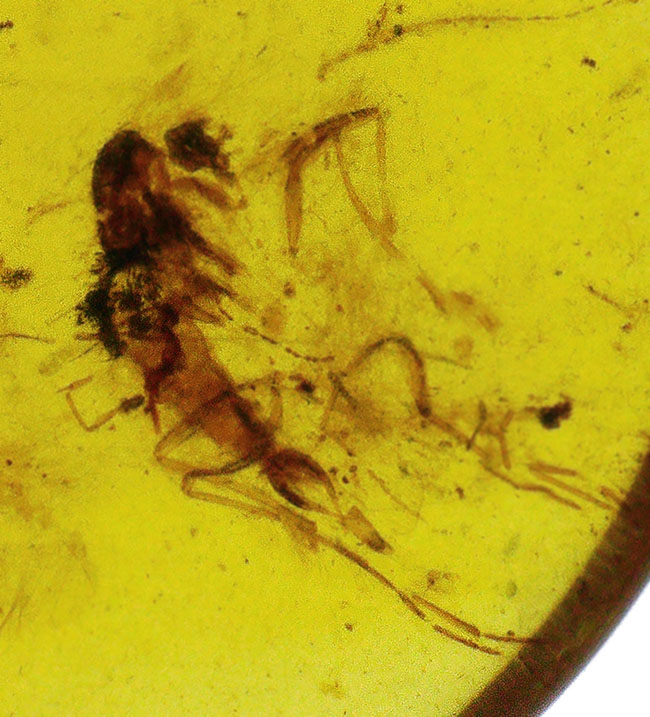 透明度が高く、薄く観察しやすい！約1億年前の恐竜時代の琥珀、バーマイト（Burmite）（その3）