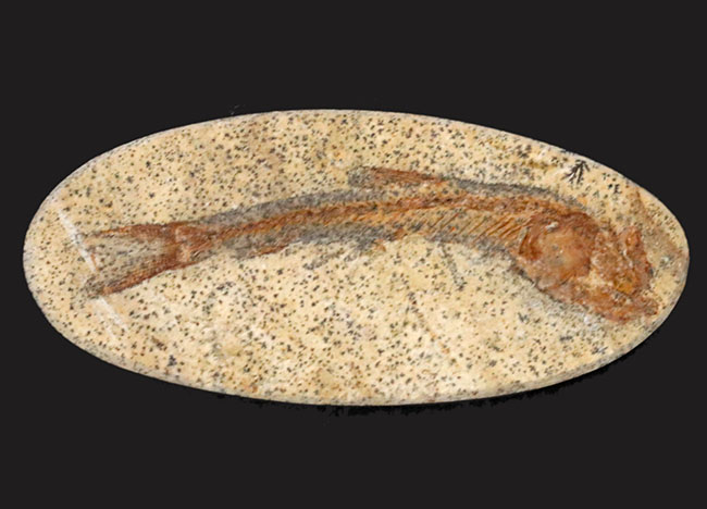 古代魚アスピドリンクスの化石 | chidori.co