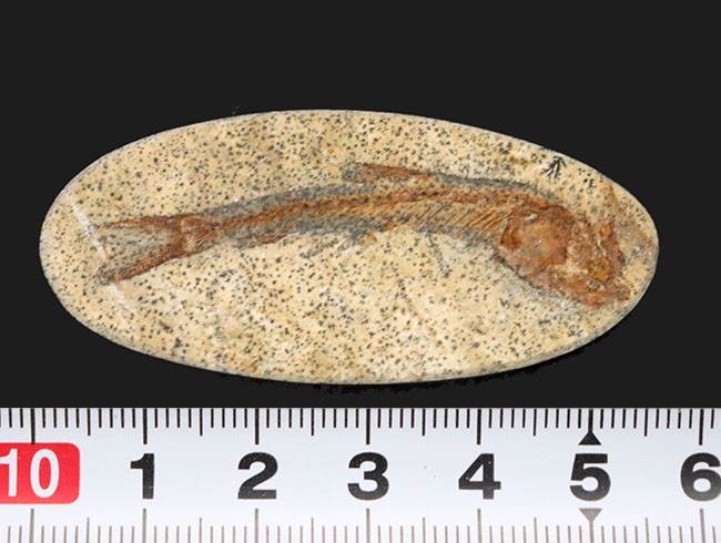 古代魚アスピドリンクスの化石-