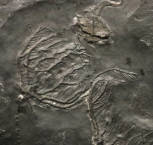 非常に珍しいウミユリであるレノキスティス（Rhenocystis）とハパロクリヌス（Hapalocrinus frechi）の両方が同時に見られる、極めて希少なプレート化石（その1）