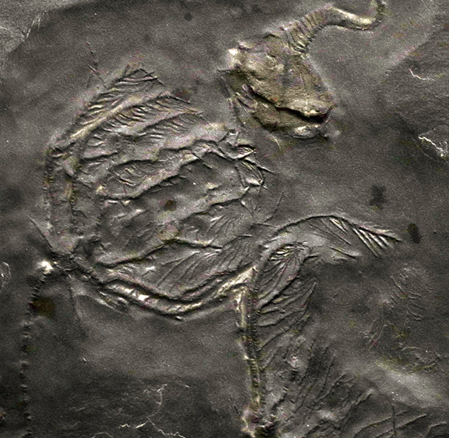 非常に珍しいウミユリであるレノキスティス（Rhenocystis）とハパロクリヌス（Hapalocrinus frechi）の両方が同時に見られる、極めて希少なプレート化石（その4）
