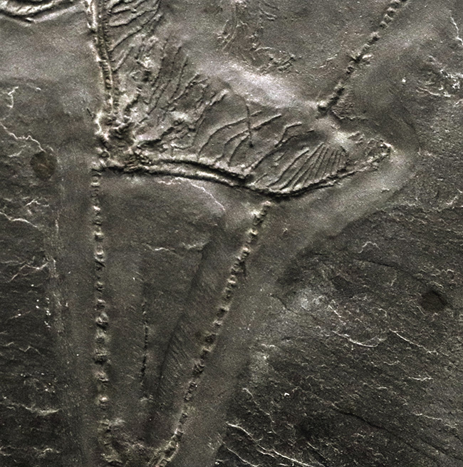 非常に珍しいウミユリであるレノキスティス（Rhenocystis）とハパロクリヌス（Hapalocrinus frechi）の両方が同時に見られる、極めて希少なプレート化石（その5）