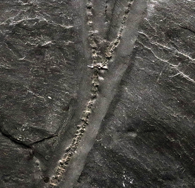 非常に珍しいウミユリであるレノキスティス（Rhenocystis）とハパロクリヌス（Hapalocrinus frechi）の両方が同時に見られる、極めて希少なプレート化石（その6）