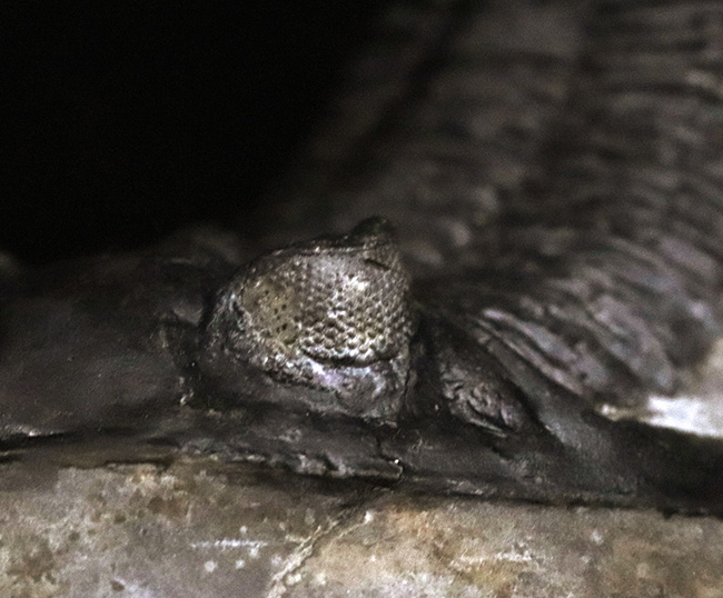 ビューティフル！複眼の保存状態良好！古生代デボン紀の三葉虫、ホラルドプス（Hollardops sp.）の上質個体（その9）