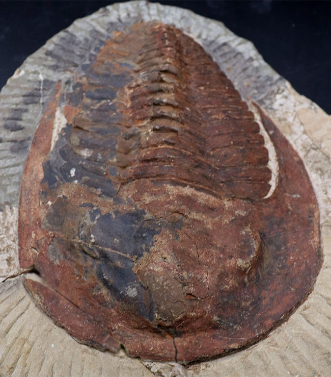 赤字です。モロッコjorf産 新種の三葉虫 化石 アンモナイト 恐竜 出産