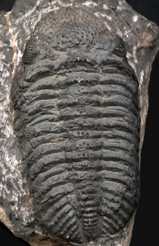 10,416円巨大三葉虫の化石