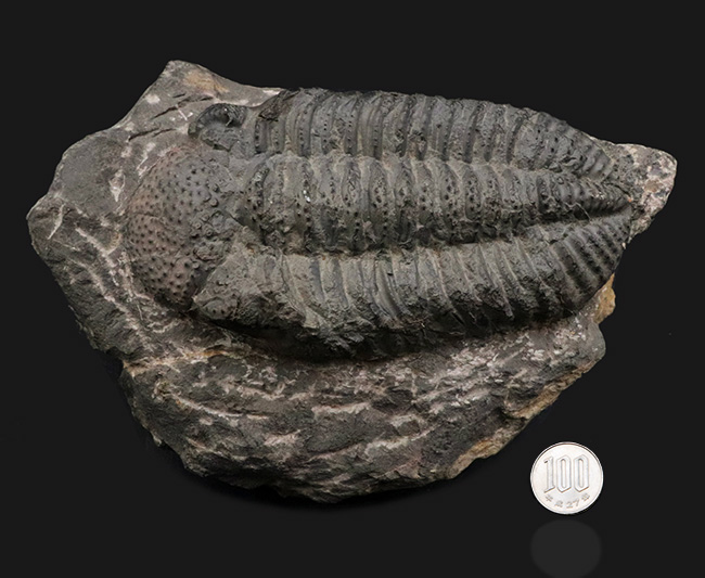 立派、上質！古生代デボン紀の巨大三葉虫、ドロトプス・メガロマニクス（Drotops megalomanicus）の堂々たる個体