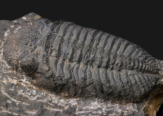 Lunaの化石三葉虫 エルドレドゲオプス [PH28] 化石 ファコプス