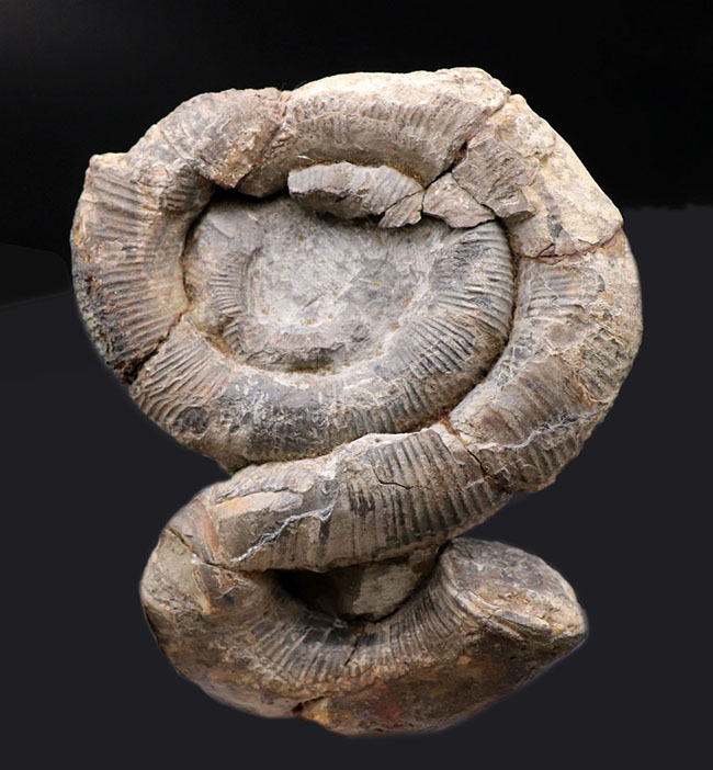 堅実な究極の 古代 歴史 資料 貴重 化石 アンモナイト化石 中生代 白亜紀 詳細はわかりません 資料館 博物館 展示 払下品 北海道 飾石 