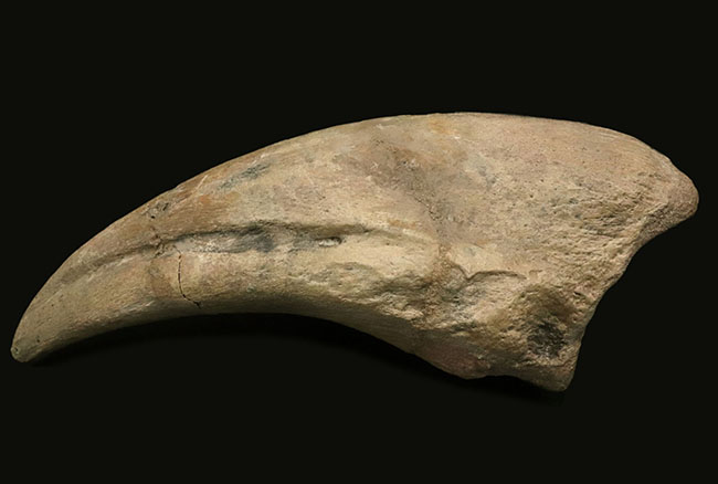 クリアランス卸売 ニジェール スコミムス 歯 化石 恐竜 - アンティーク