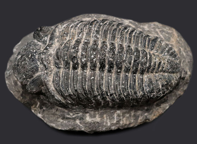 巣穴モロッコ 希少種高品位 Metascutellum 三葉虫化石0821 - 科学、自然
