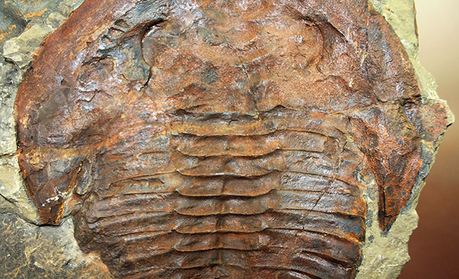 ネガポジ揃っています！古生代カンブリア紀の大型の三葉虫 