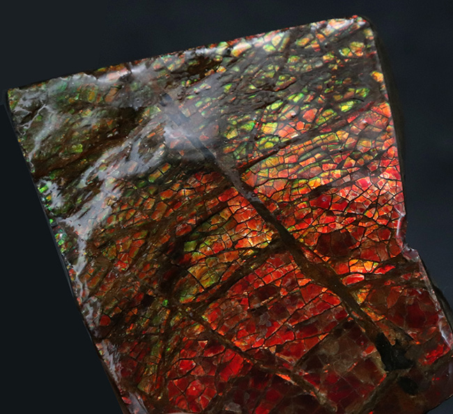 ドラゴンスキン！竜のうろこ模様を現れた、美しきアンモライト（Ammolite）のピース（その2）