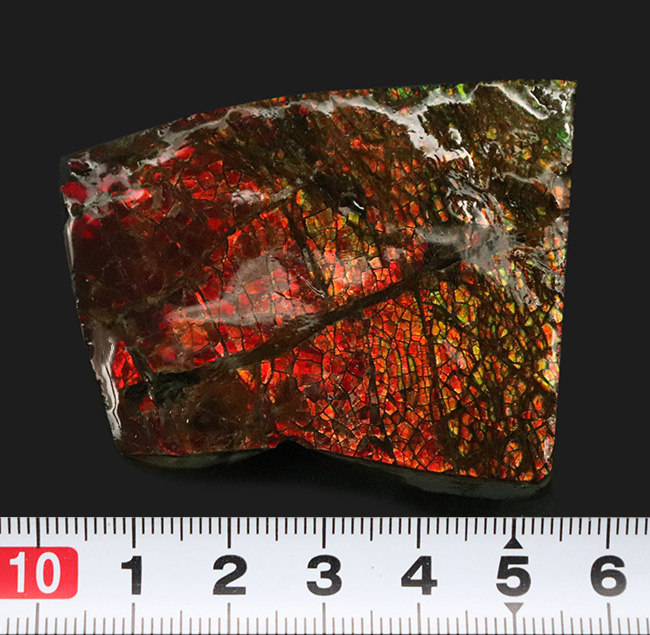 ドラゴンスキン！竜のうろこ模様を現れた、美しきアンモライト（Ammolite）のピース（その8）