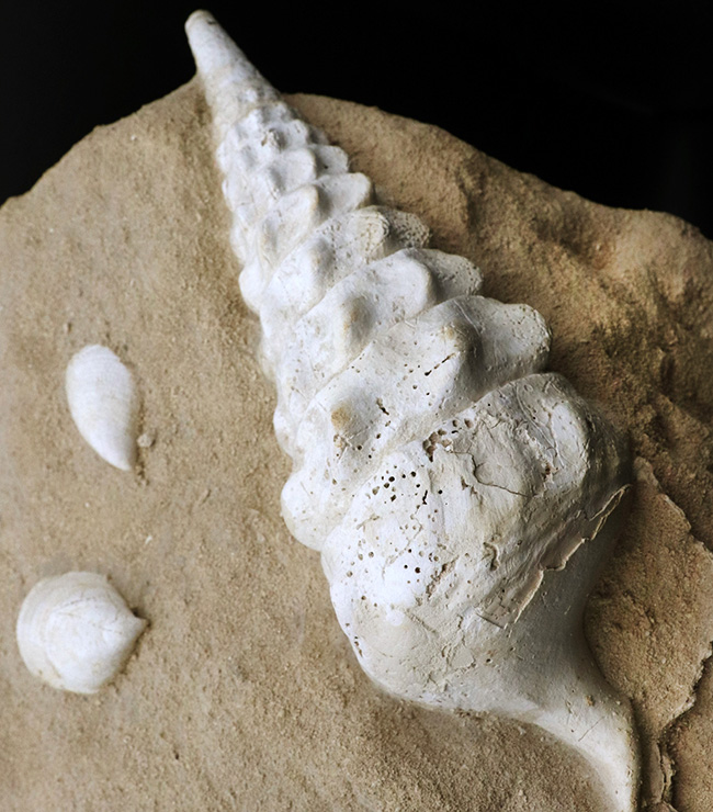 フランス・シャンパーニュ地方、パリ盆地の始新世の地層から発見された、古代の巨大な巻き貝、カンパニーレ・ギガンテウムのマルチ化石（その1）