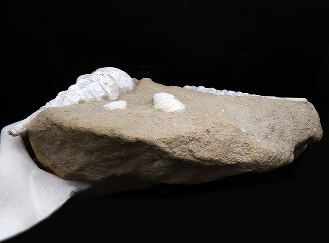 フランス・シャンパーニュ地方、パリ盆地の始新世の地層から発見された、古代の巨大な巻き貝、カンパニーレ・ギガンテウムのマルチ化石（その10）