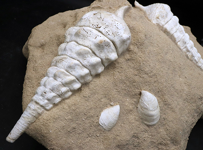 フランス・シャンパーニュ地方、パリ盆地の始新世の地層から発見された、古代の巨大な巻き貝、カンパニーレ・ギガンテウムのマルチ化石（その11）