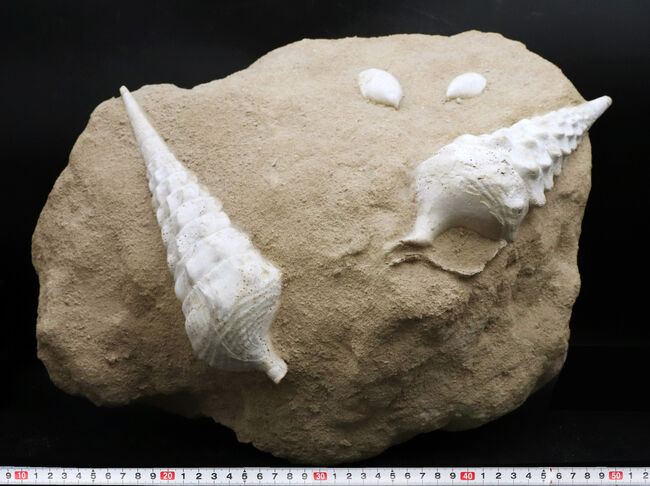 フランス・シャンパーニュ地方、パリ盆地の始新世の地層から発見された、古代の巨大な巻き貝、カンパニーレ・ギガンテウムのマルチ化石（その12）