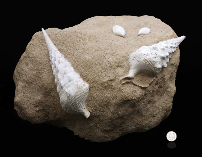 フランス・シャンパーニュ地方、パリ盆地の始新世の地層から発見された、古代の巨大な巻き貝、カンパニーレ・ギガンテウムのマルチ化石（その13）