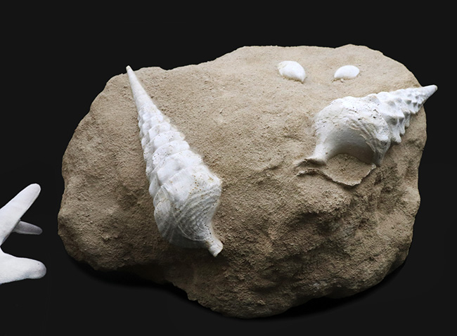 フランス・シャンパーニュ地方、パリ盆地の始新世の地層から発見された、古代の巨大な巻き貝、カンパニーレ・ギガンテウムのマルチ化石（その2）
