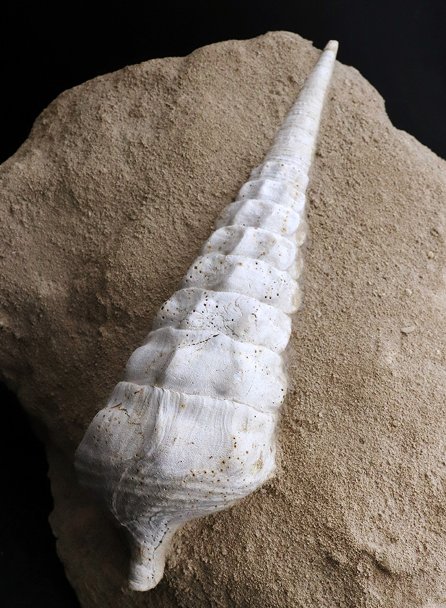 フランス・シャンパーニュ地方、パリ盆地の始新世の地層から発見された、古代の巨大な巻き貝、カンパニーレ・ギガンテウムのマルチ化石（その3）