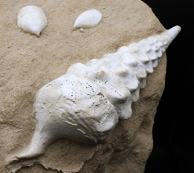 フランス・シャンパーニュ地方、パリ盆地の始新世の地層から発見された、古代の巨大な巻き貝、カンパニーレ・ギガンテウムのマルチ化石（その4）