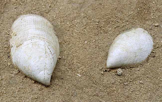 フランス・シャンパーニュ地方、パリ盆地の始新世の地層から発見された、古代の巨大な巻き貝、カンパニーレ・ギガンテウムのマルチ化石（その5）