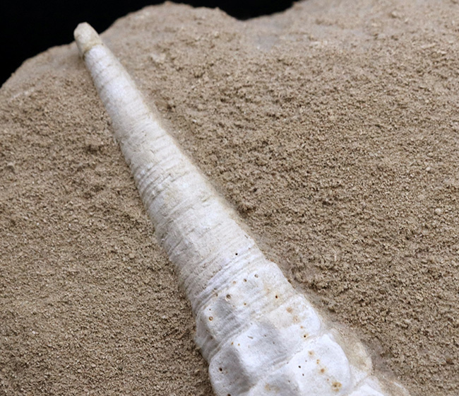 フランス・シャンパーニュ地方、パリ盆地の始新世の地層から発見された、古代の巨大な巻き貝、カンパニーレ・ギガンテウムのマルチ化石（その6）