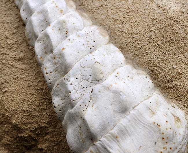 フランス・シャンパーニュ地方、パリ盆地の始新世の地層から発見された、古代の巨大な巻き貝、カンパニーレ・ギガンテウムのマルチ化石（その7）