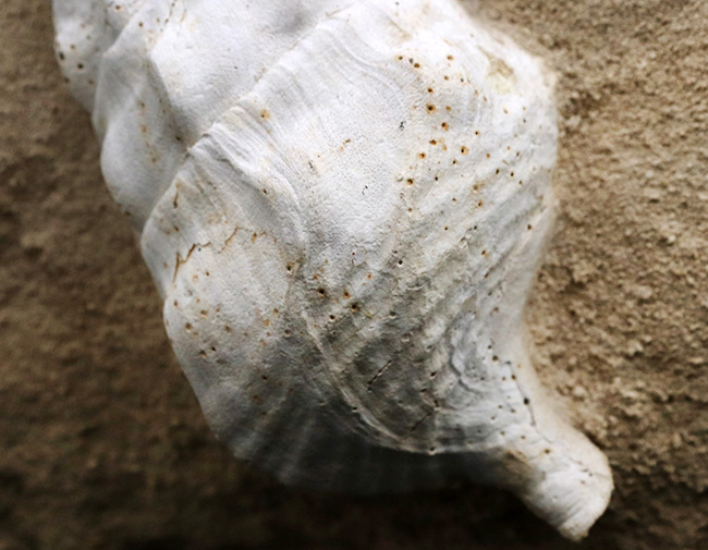 フランス・シャンパーニュ地方、パリ盆地の始新世の地層から発見された、古代の巨大な巻き貝、カンパニーレ・ギガンテウムのマルチ化石（その8）