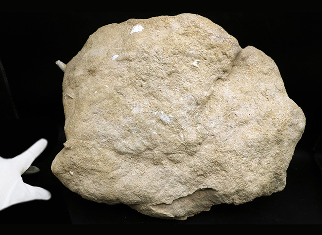 フランス・シャンパーニュ地方、パリ盆地の始新世の地層から発見された、古代の巨大な巻き貝、カンパニーレ・ギガンテウムのマルチ化石（その9）