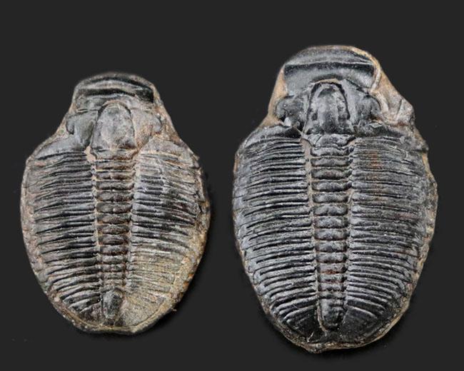 三葉虫の化石 エルラシア・キンキ・ミーク