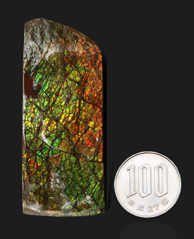 グリーンドラゴン！強い輝きと美しい模様が備わったアンモライト（Ammolite）のピース（その10）