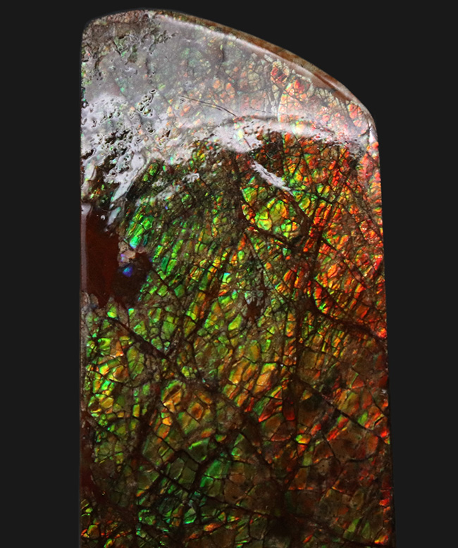 グリーンドラゴン！強い輝きと美しい模様が備わったアンモライト（Ammolite）のピース（その5）