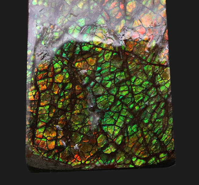 グリーンドラゴン！強い輝きと美しい模様が備わったアンモライト（Ammolite）のピース（その6）