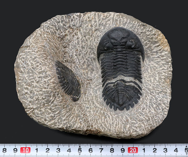 メタカンティナ Metacanthina 三葉虫 化石 モロッコ 産 標本-