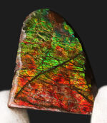 非常に鮮やかなグリーンとレッドを呈する、カナダ産のアンモライト（Ammolite）のピース