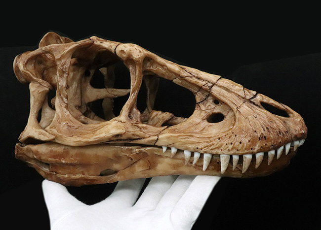 ２５センチクラス！迫力あるサイズで再現された、ティラノサウルス・レックス（Tyrannosaurus rex）の頭部のレプリカ