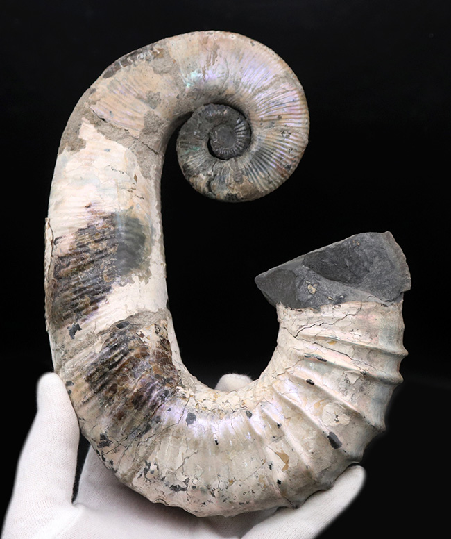 オンラインストア値下 化石 骨格 標本 アンモナイト 南米 コロンビア