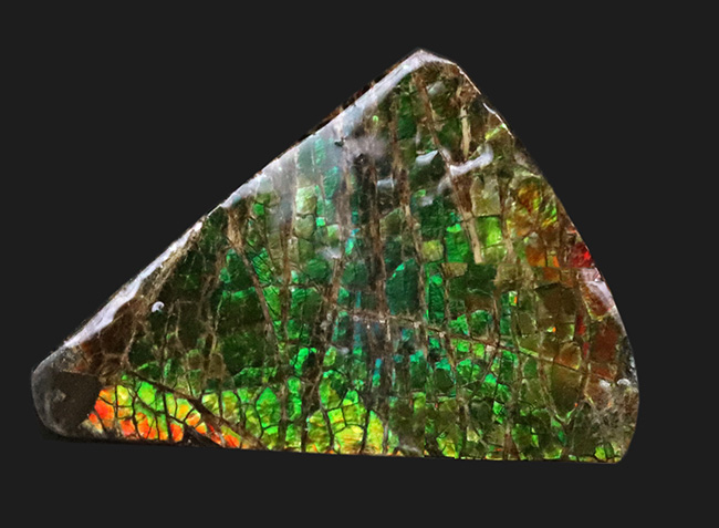 発色良し！鮮やかなグリーンに心が奪われる、美しきアンモライト（Ammolite）のピース（その1）